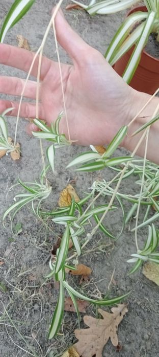 Квіти подарую Чернігів