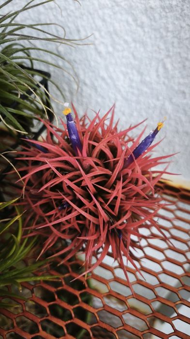 Plantas Aéreas Tillandsia (várias)