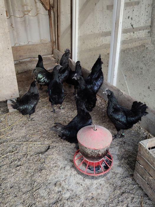 Ayam cemani jajka lęgowe