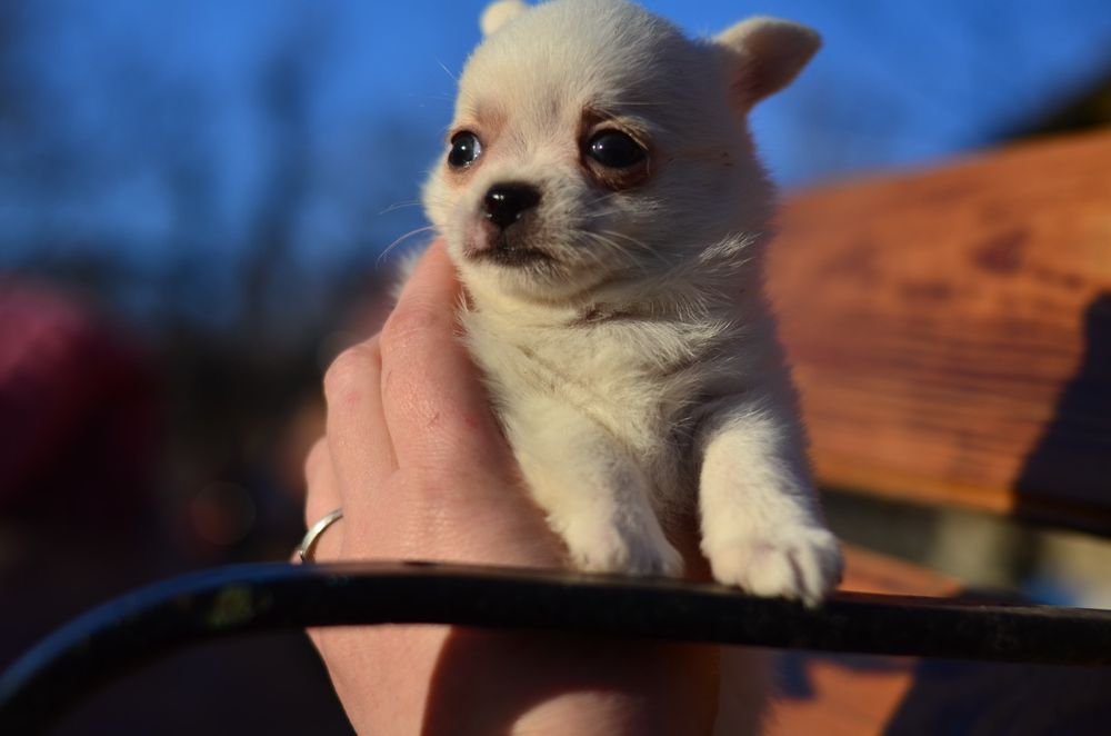 Міні пупсік чіхуа хуа