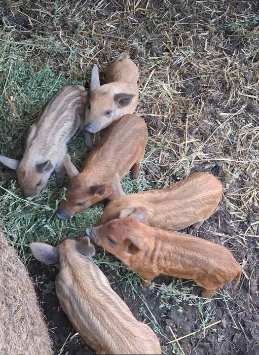 Поросята венгерської пухової мангалиці