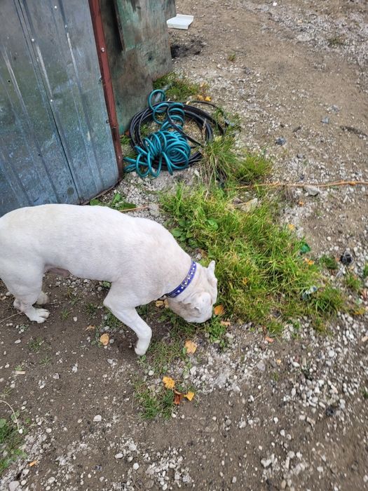 Odam amstafa za darmo