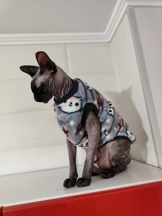 Одежа для сфінксів котів