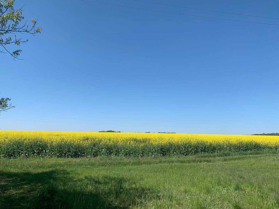 Дачка неподалік Білої Церкви .Ділянка приватизована.