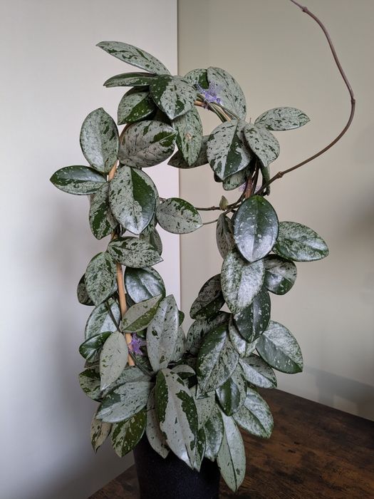 Hoja hoya wilbur graves + crassipetiolata 2 węzły