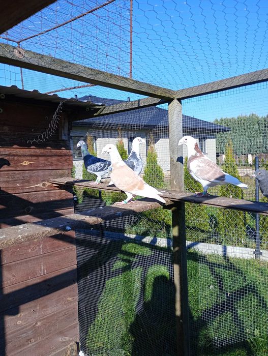 Gołębie Staropolskie