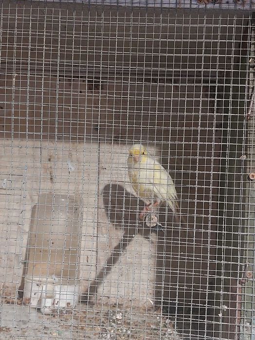 9 canarios (desistencia)