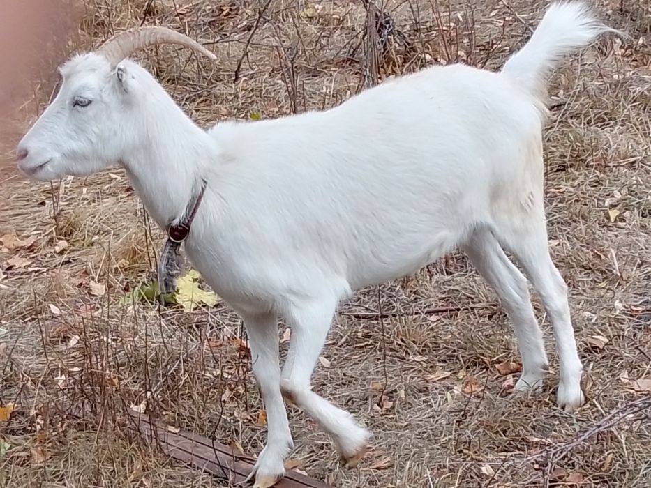 Продам дві кози ціна договірна