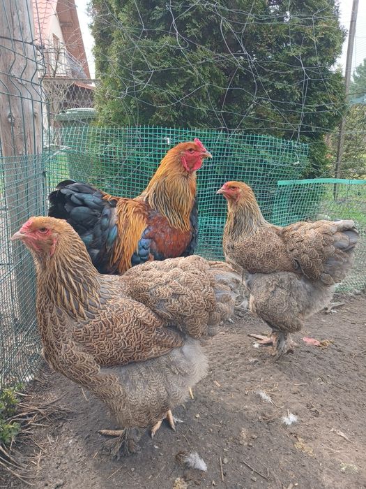 Brahmy 1+2 kuropatwiana