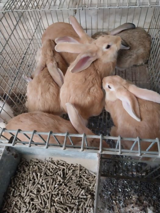 Vendo coelhos caseiros