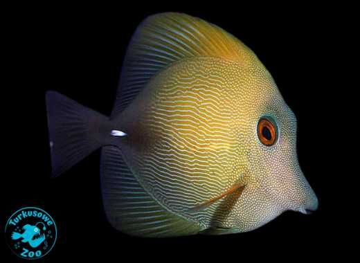 ZEBRASOMA SCOPAS (S/M), akwarium morskie, Sklep Turkusowe Zoo