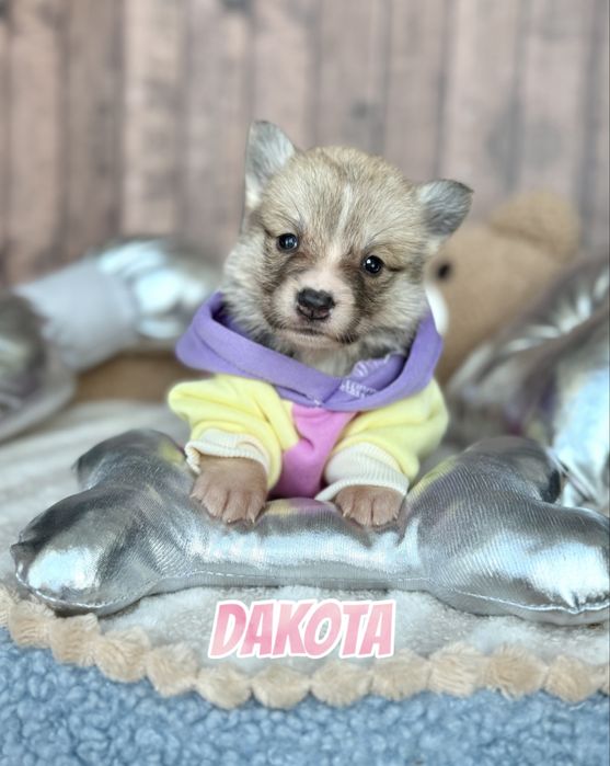 Welsh Corgi Pembroke suczka