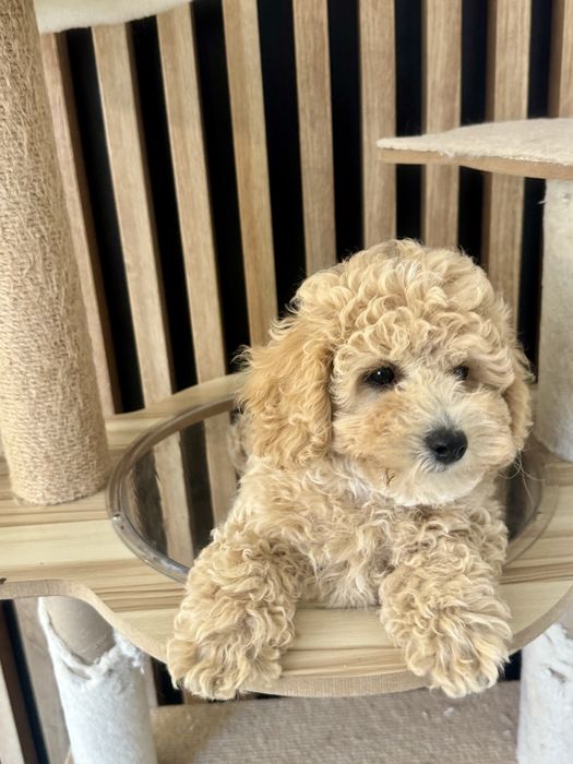 Bichpoo Poochon suczka maltipoo pudel toy