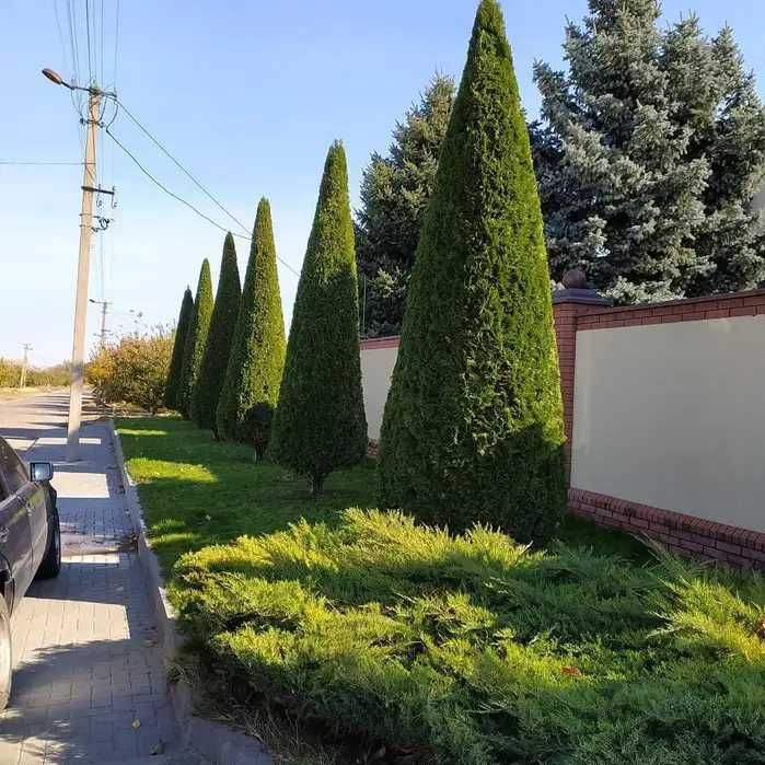 Стрижка рослин і туй