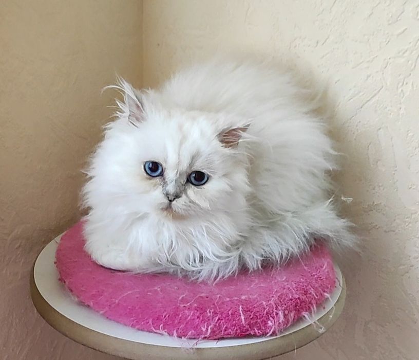 Мальчик шиншилла поинт хайленд