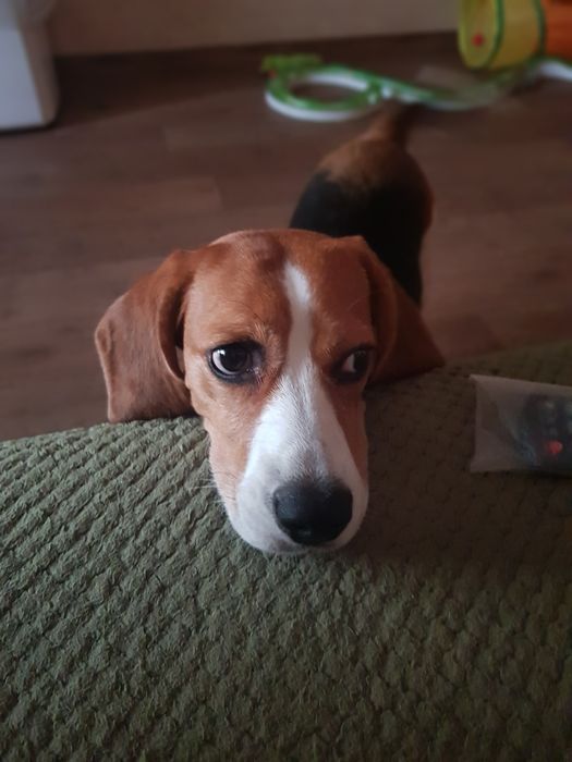 Якісна перетримка/ передержка домашніх улюбленців "Як у себе вдома"