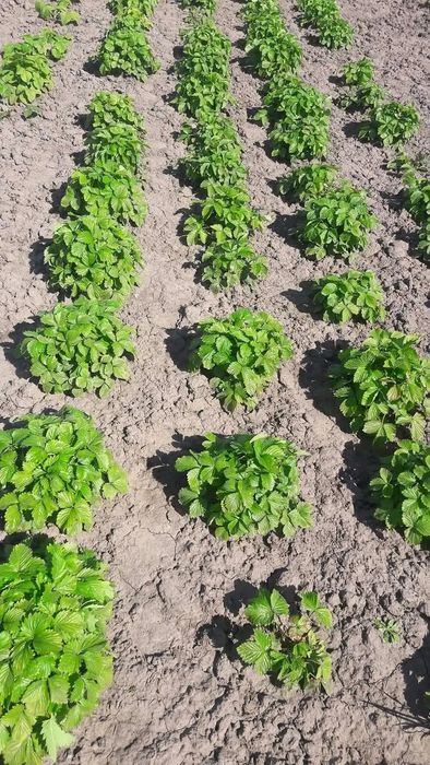 Кущова суниця,ремонтантна