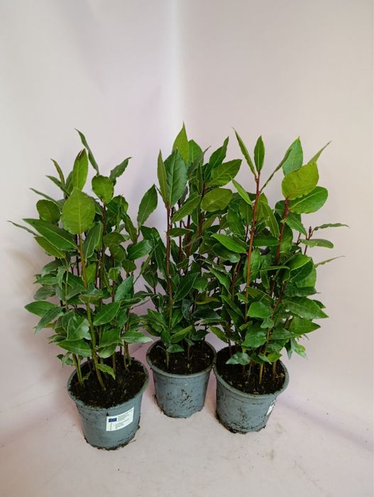 Заміокулькас,дифенбахія,лавр