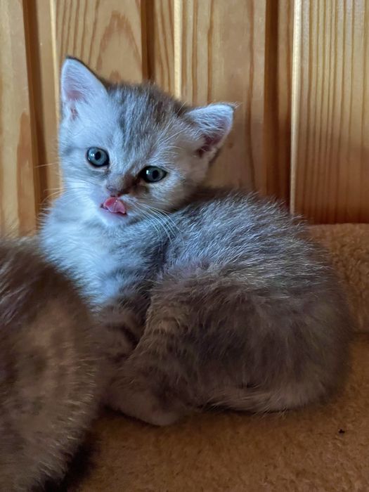 Кошенята Scottish Straight