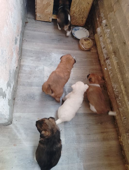 Отдам щенков в хорошие руки