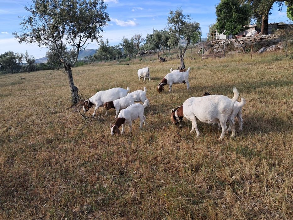 Machos boer puros