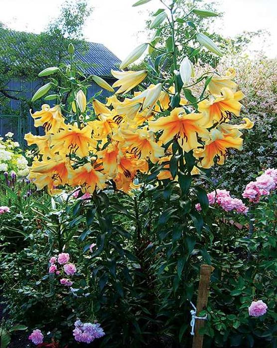 Cebulki lilii drzewiastej 10szt