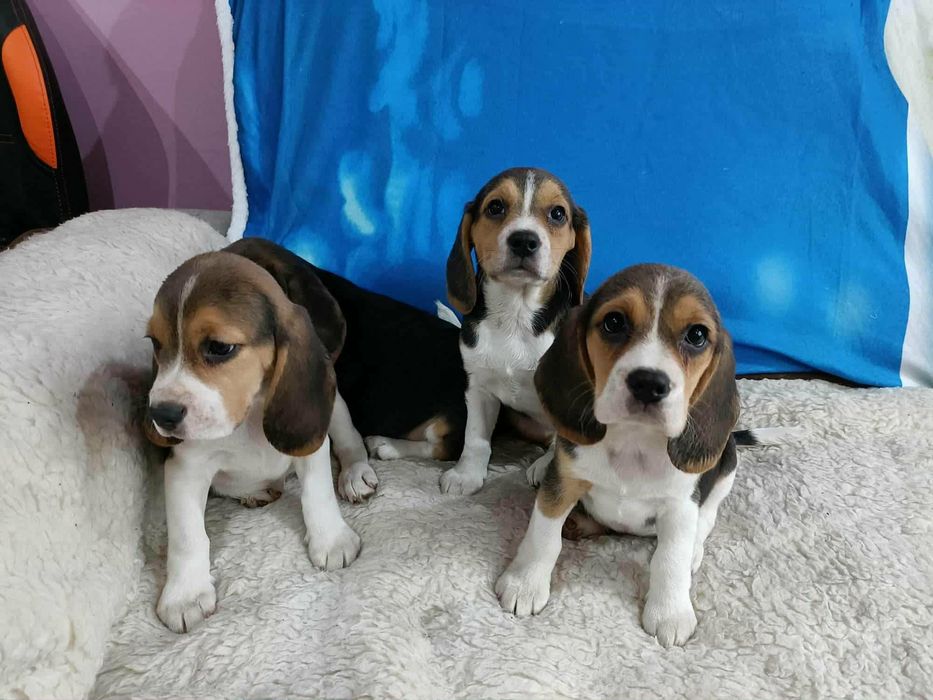 Sprzedam Piska Beagle
