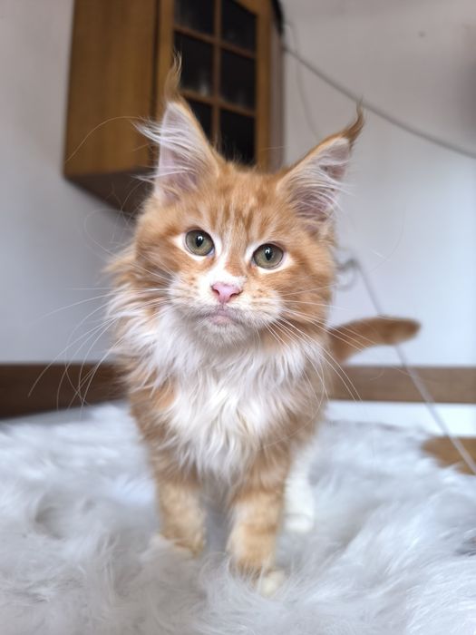 Rudy kocurek szuka domku