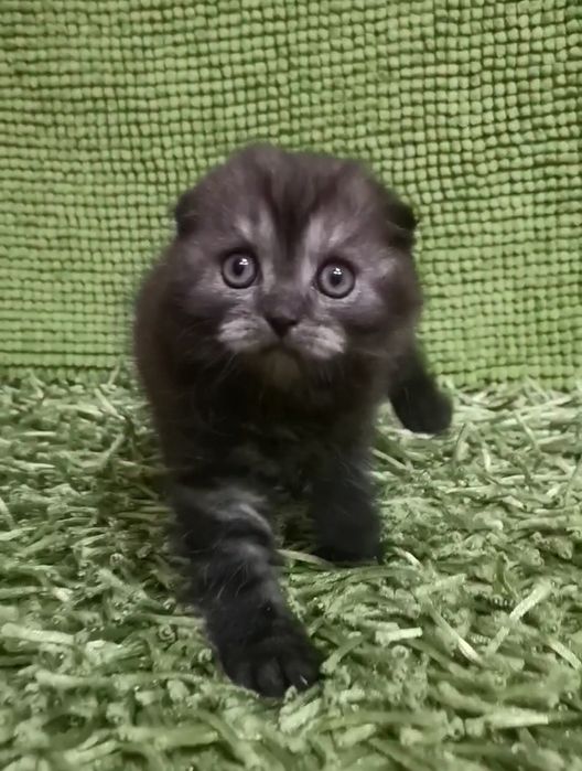 Арчи ( скоттиш фолд)