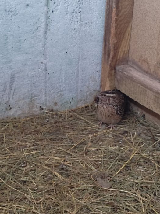 Sprzedam 6 przepiórek