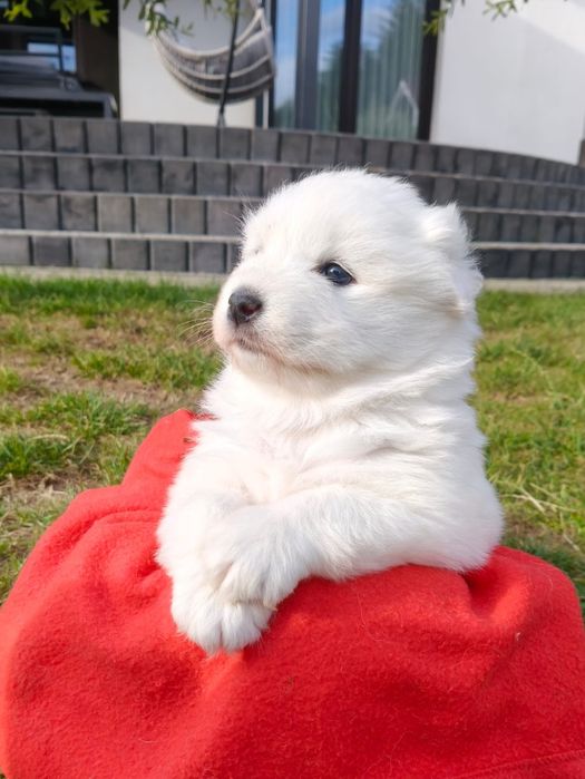 Szczenie samojed samoyed suczka ZKwP FCI