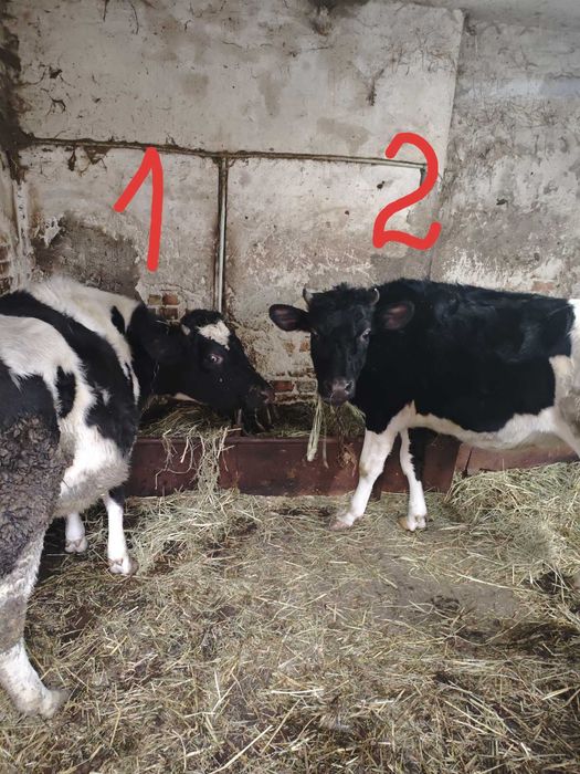 Продаються телиці