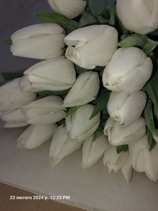 Тюльпани оптом до 8-го березня!