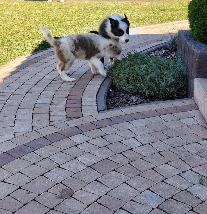Border Collie piesek