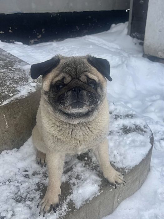 Мопс дівчинка шукає дім