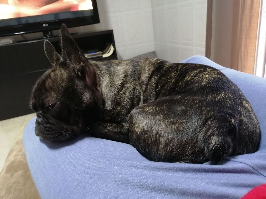 Adoção - Cao bulldog francês