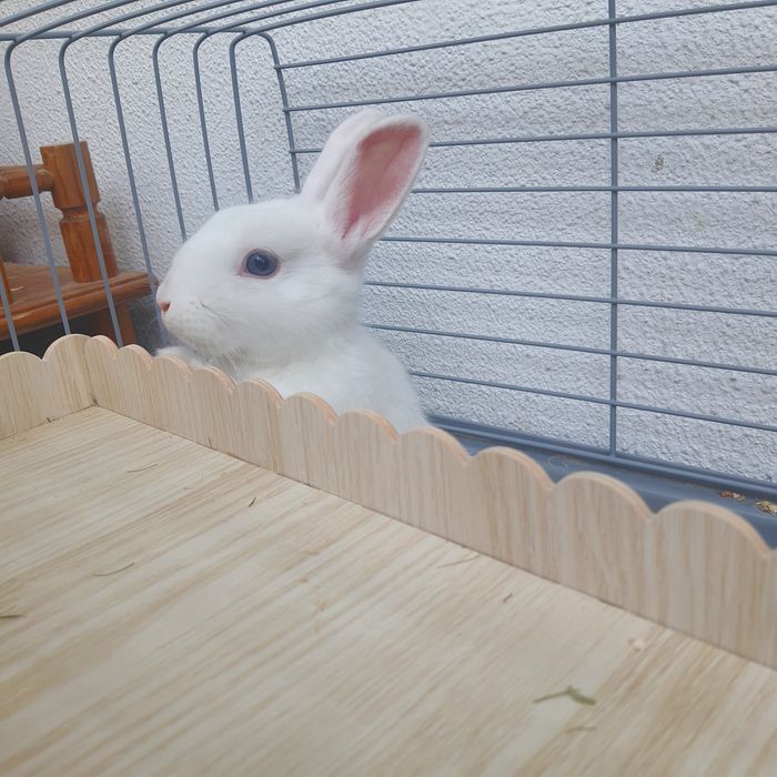 Kit + Coelhinhos anões