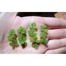 Salvinia Auriculata – Planta aquática