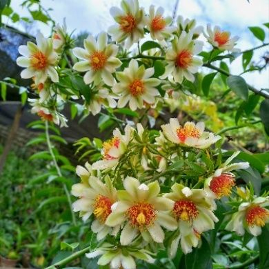 Planta Ora-pro-nobis