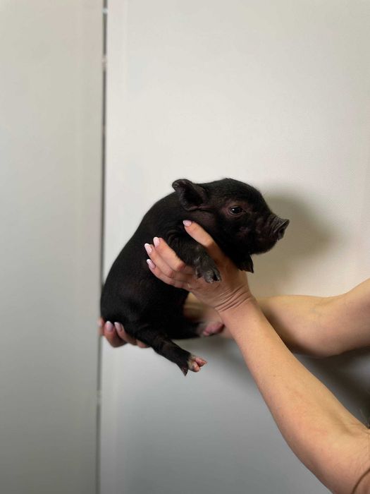 Маленький міні піг для дому, карликові носики мікро