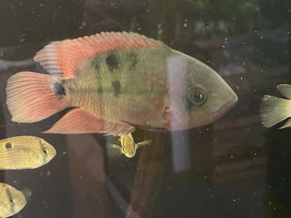 Pielęgnica szmaragdowa - Hypselecara temporalis wild 10cm