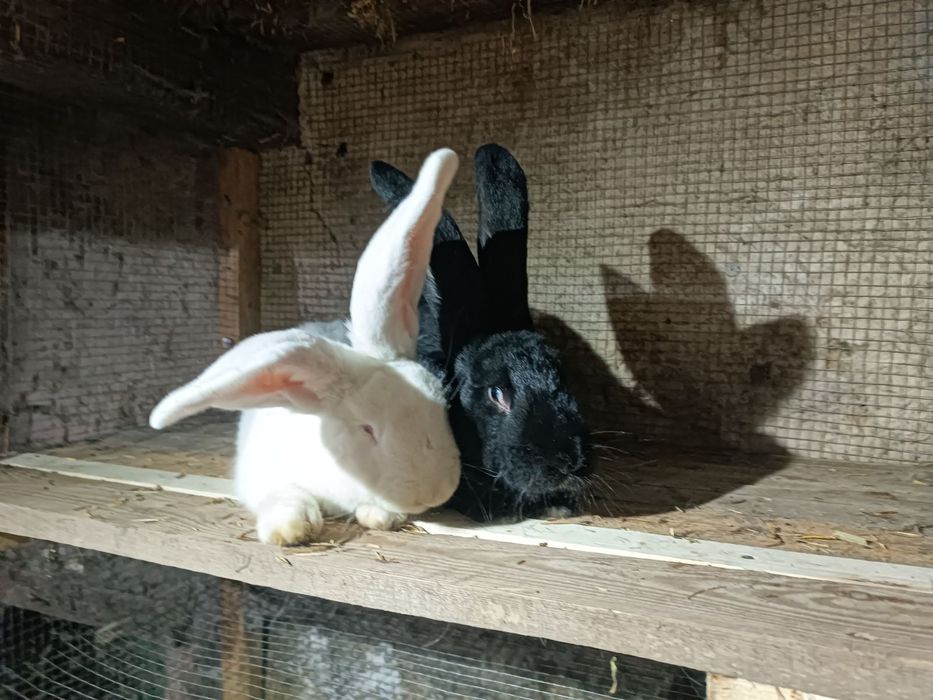 кролі Бельгійський велетень