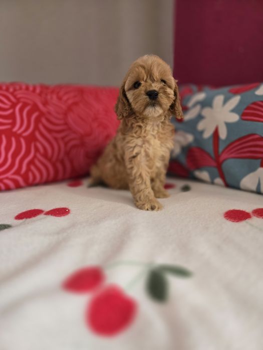 Sunia cockapoo!!