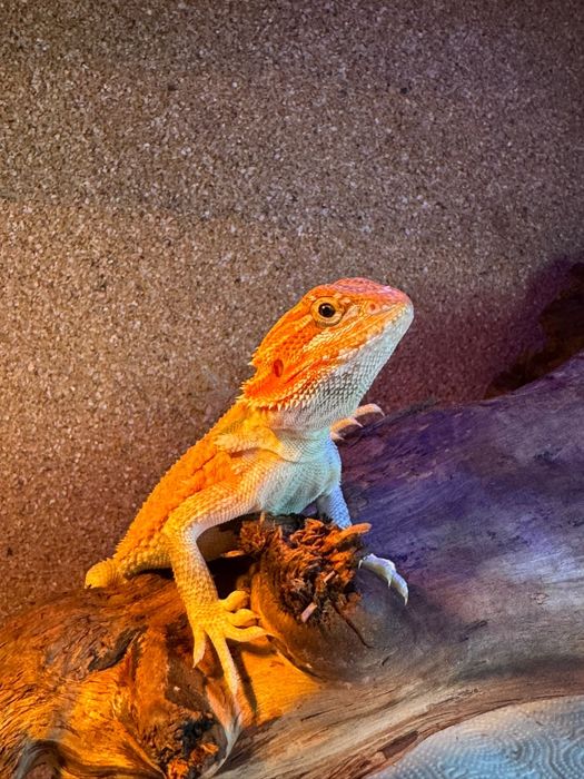 Agama brodata z terarrium od Terra-Willa