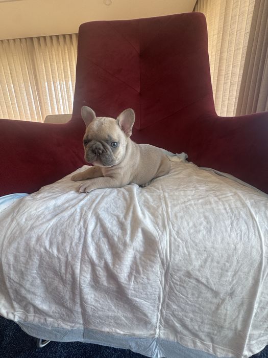 Vendo bulldog frances lilac fawn