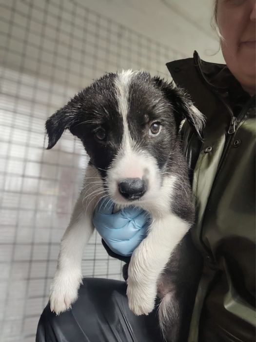 Nesquick e Chocapic - Border Collie, 2 meses