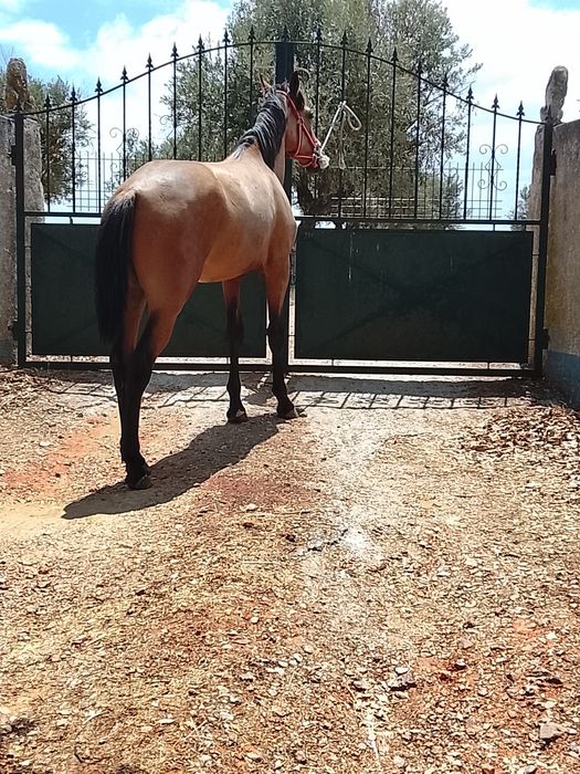 Poldro lusitano puro