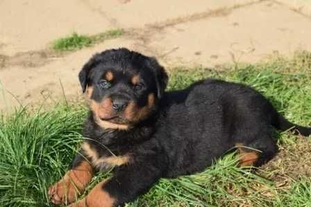 Suczka Rottweiler FCI ZKwP