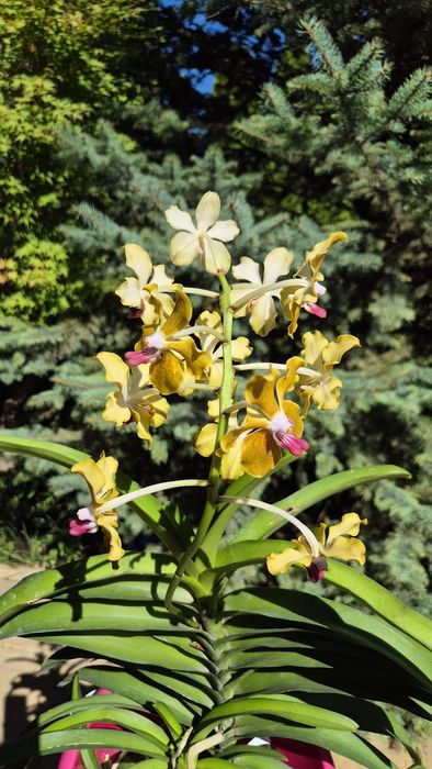 Ванда -1400;Дендробиум-200грн