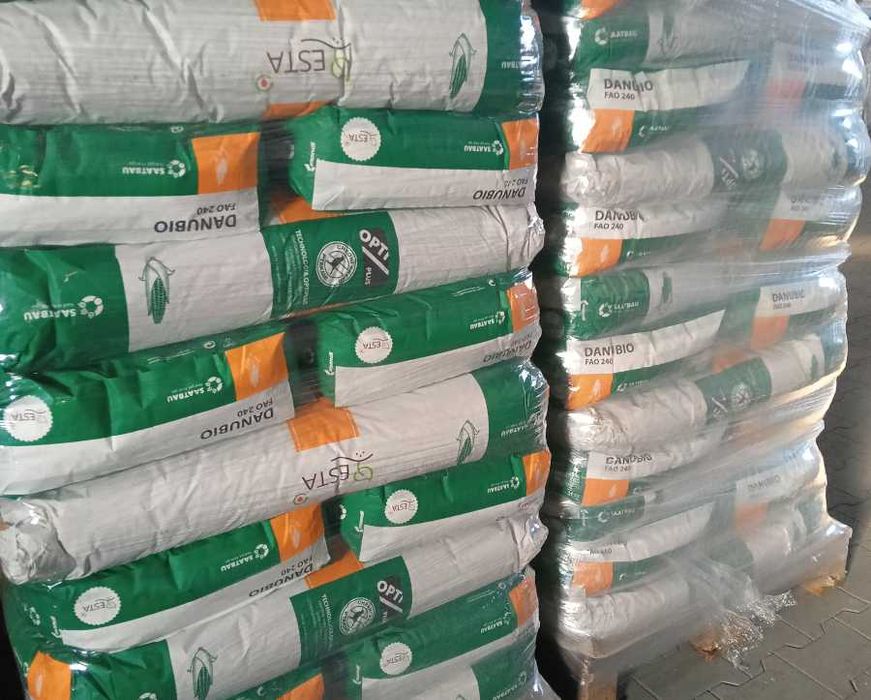 Materiał siewny kukurydza Hulk Rosomak Danubio 80 tys nasion